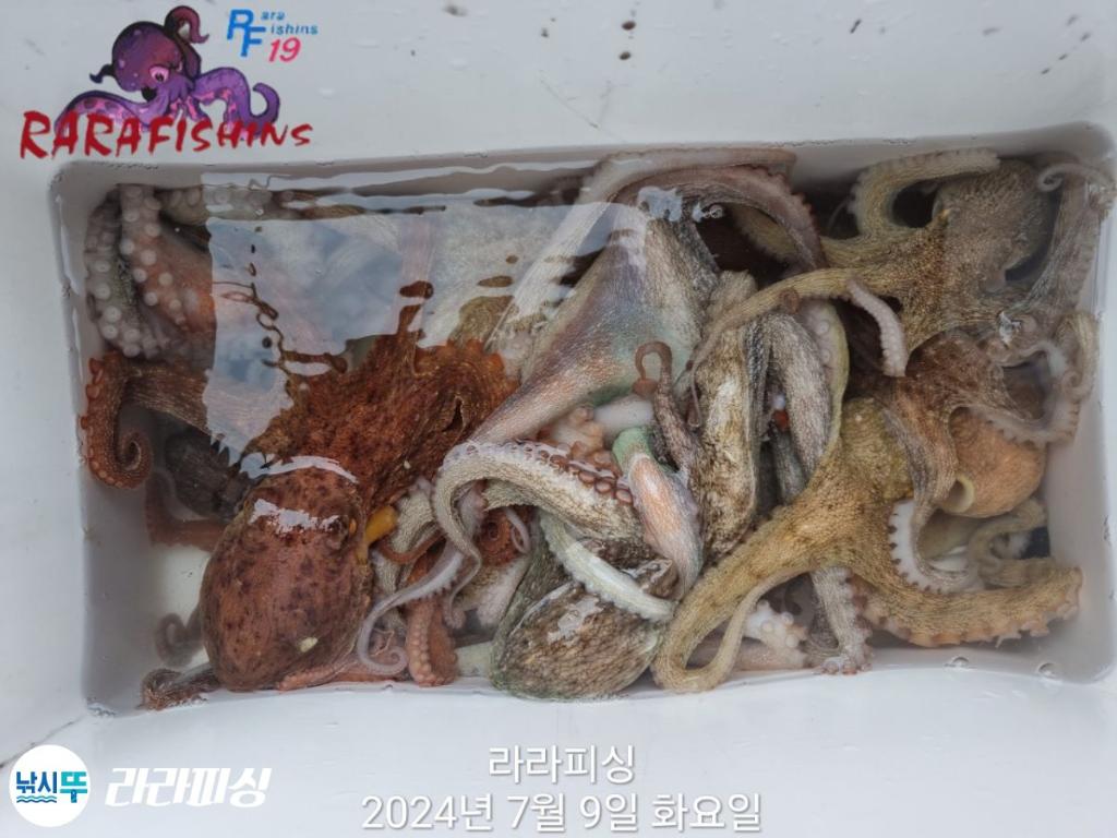 낚시뚜,돌문어,속천항(진해),라라피싱,낚시뚜1