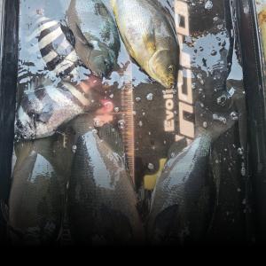 조황, #홍도선상[조황속보]긴꼬랑지 보이질아른데....,