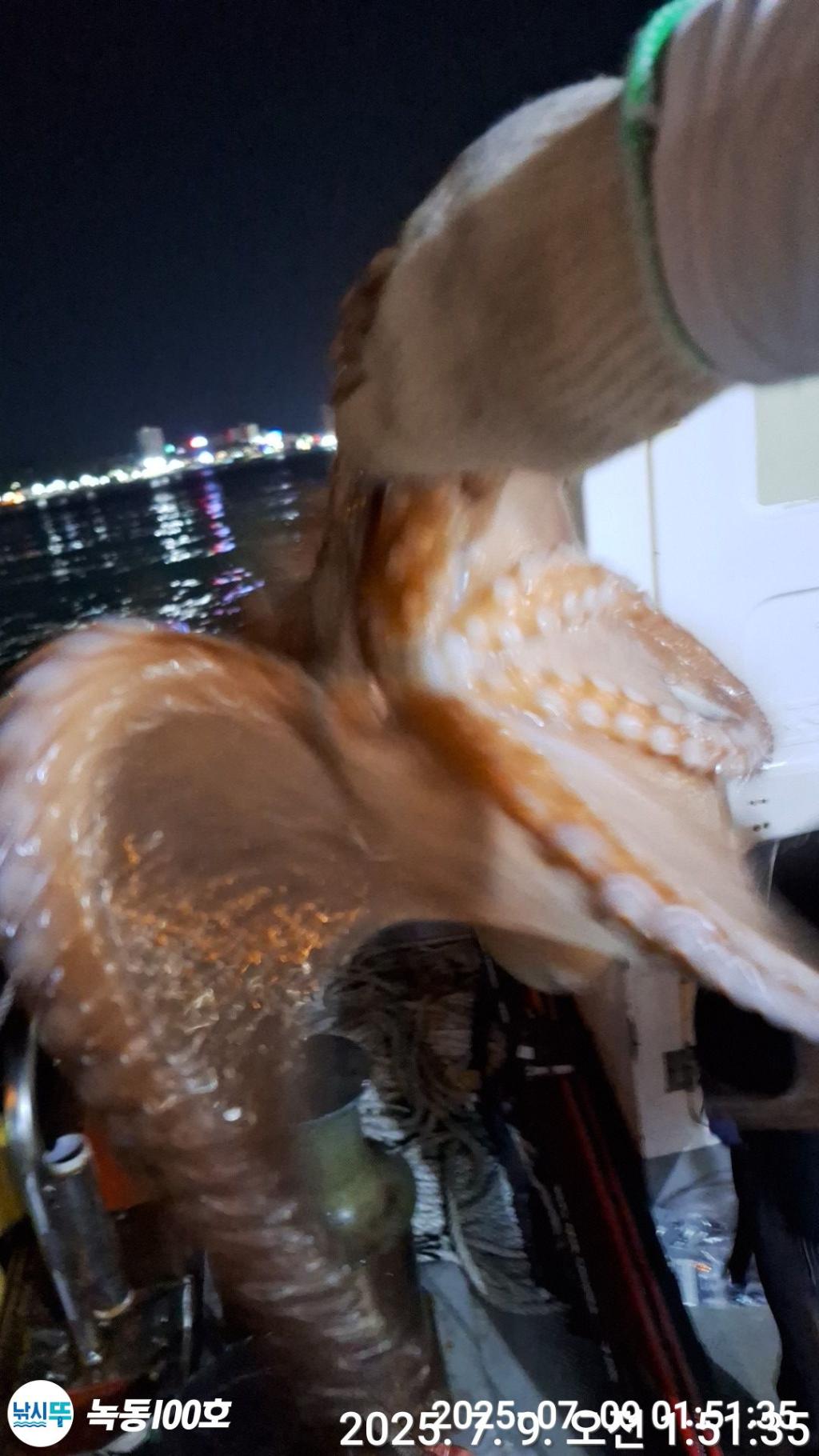 낚시뚜,돌문어,녹동항,녹동100호,낚시뚜9