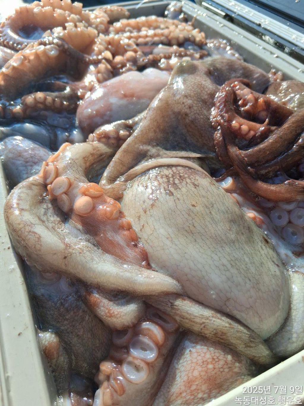 낚시뚜,돌문어,녹동항,녹동대성호,낚시뚜4