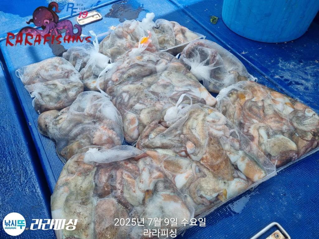 낚시뚜,돌문어,속천항(진해),라라피싱,낚시뚜26