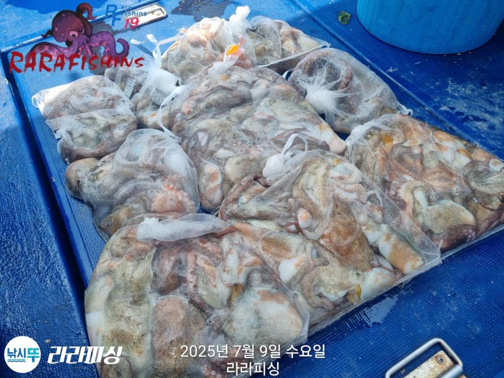 낚시뚜,돌문어,속천항(진해),라라피싱,낚시뚜25
