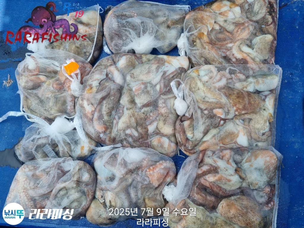 낚시뚜,돌문어,속천항(진해),라라피싱,낚시뚜24