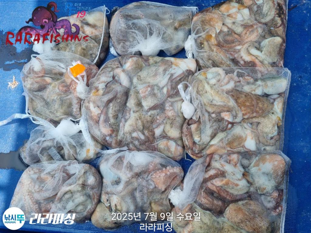 낚시뚜,돌문어,속천항(진해),라라피싱,낚시뚜23