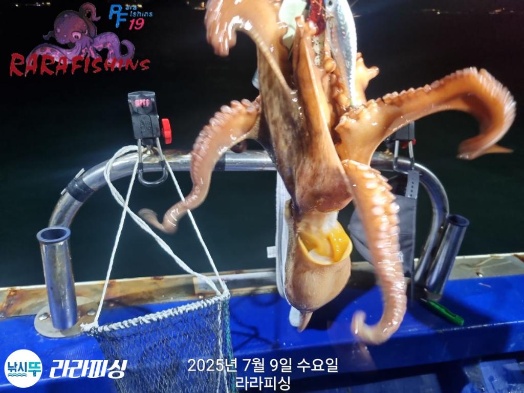 낚시뚜,돌문어,속천항(진해),라라피싱,낚시뚜21