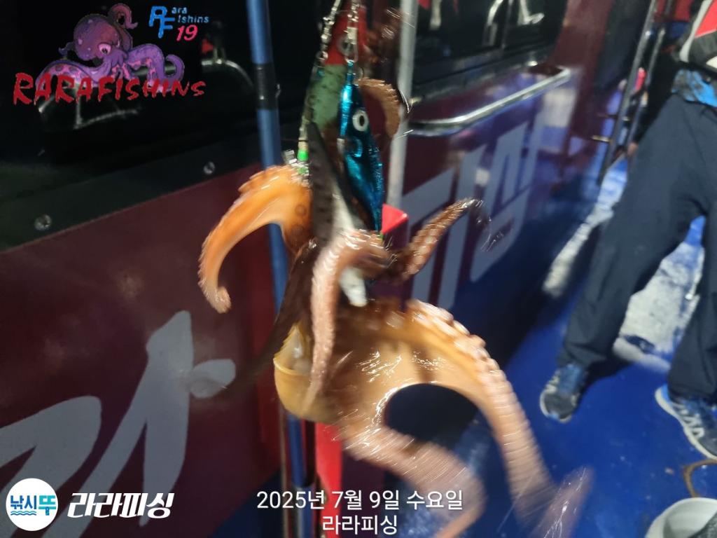 낚시뚜,돌문어,속천항(진해),라라피싱,낚시뚜20