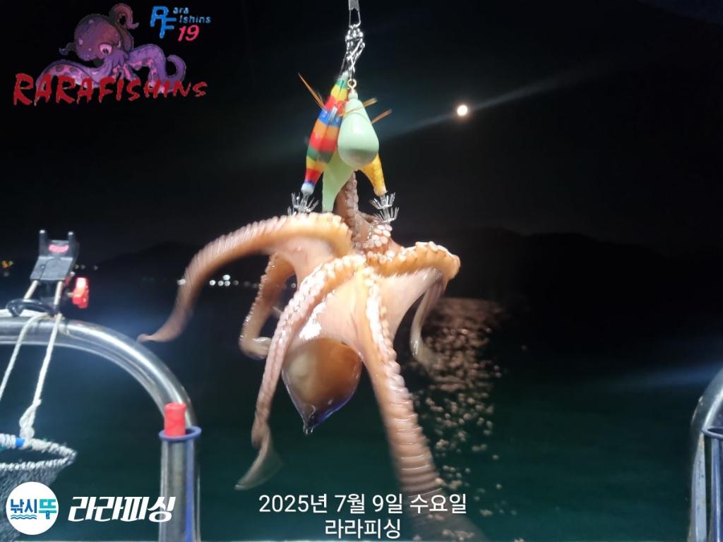 낚시뚜,돌문어,속천항(진해),라라피싱,낚시뚜19
