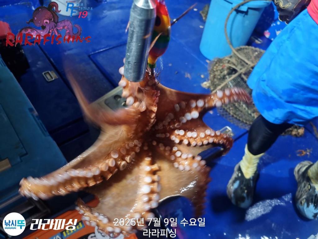 낚시뚜,돌문어,속천항(진해),라라피싱,낚시뚜18