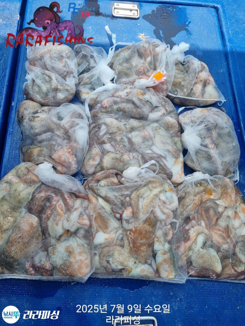 낚시뚜,돌문어,속천항(진해),라라피싱,낚시뚜0