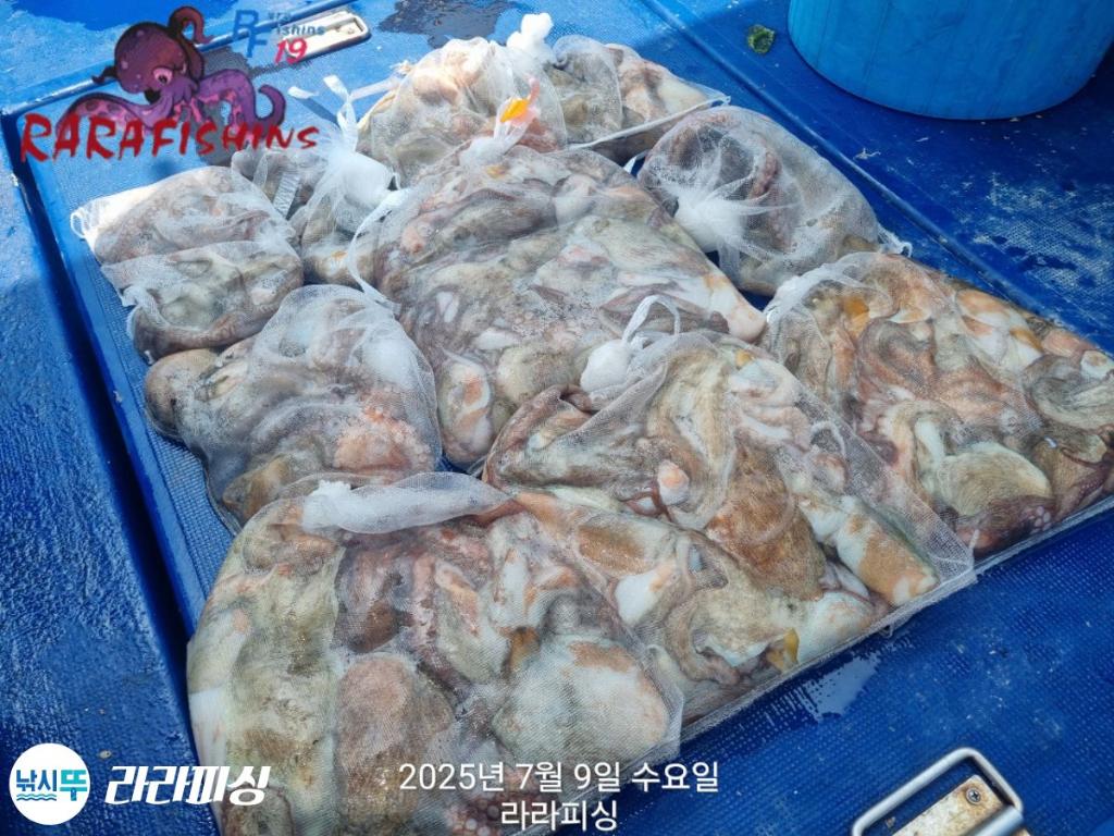 낚시뚜,돌문어,속천항(진해),라라피싱,낚시뚜34