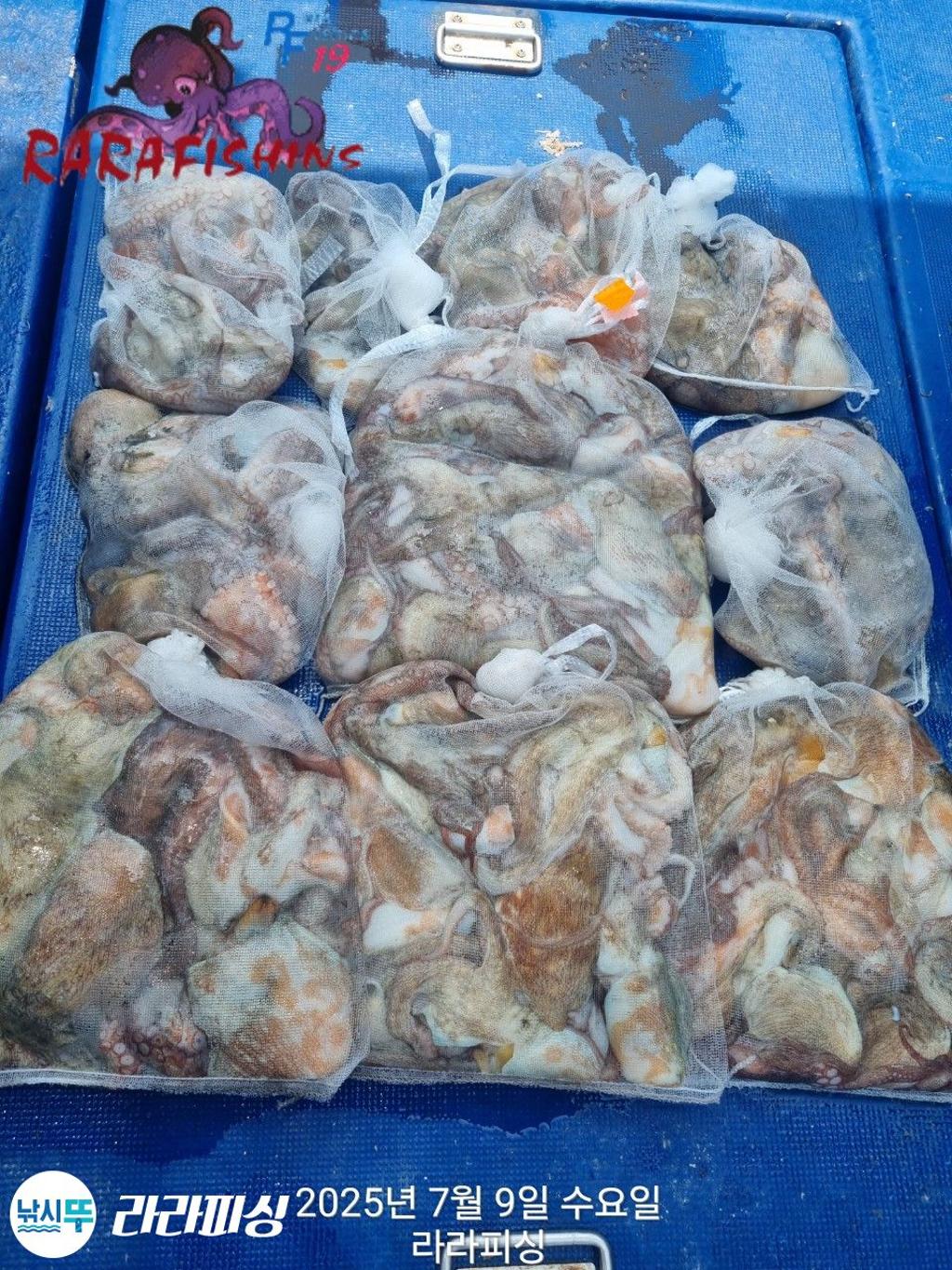 낚시뚜,돌문어,속천항(진해),라라피싱,낚시뚜1