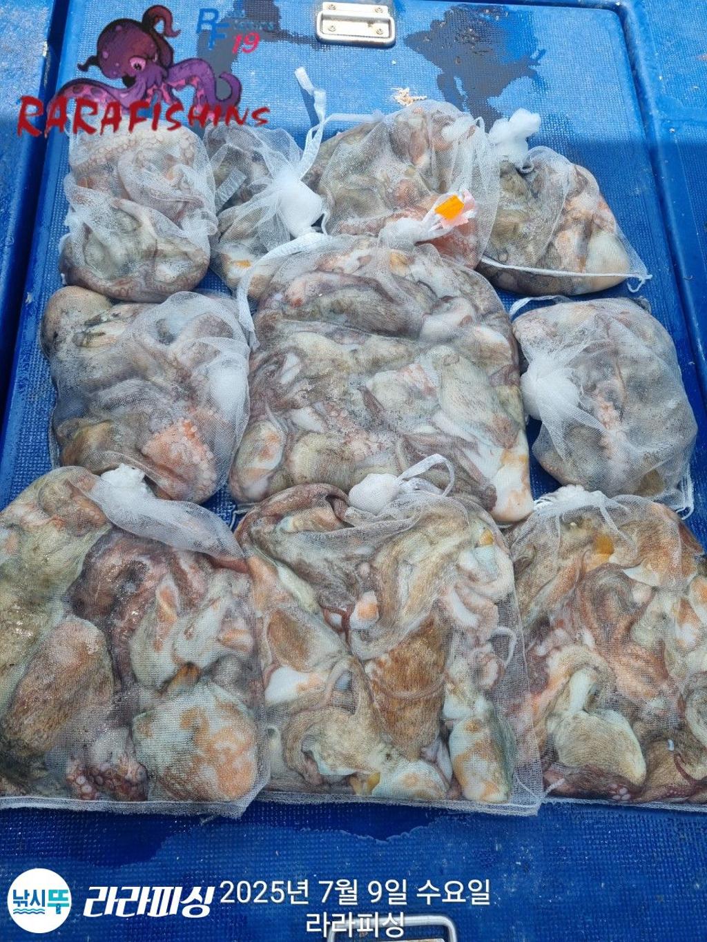 낚시뚜,돌문어,속천항(진해),라라피싱,낚시뚜0