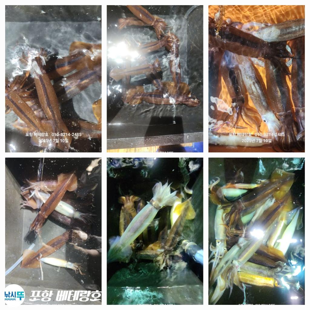 낚시뚜,오징어,구룡포항,포항 베테랑호,낚시뚜9