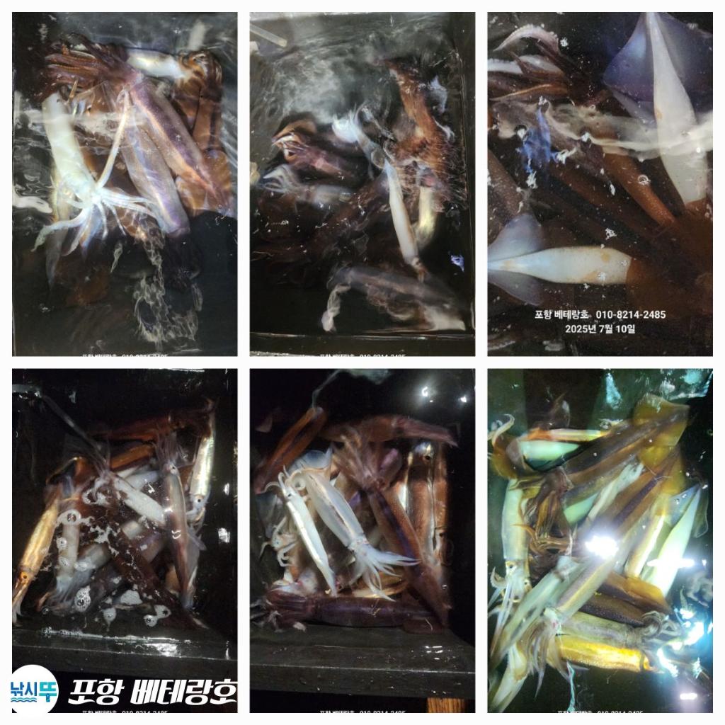 낚시뚜,오징어,구룡포항,포항 베테랑호,낚시뚜8