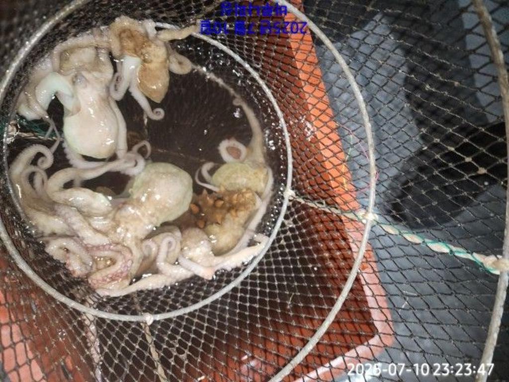 낚시뚜,돌문어,속천항(진해),바루나피싱,낚시뚜1
