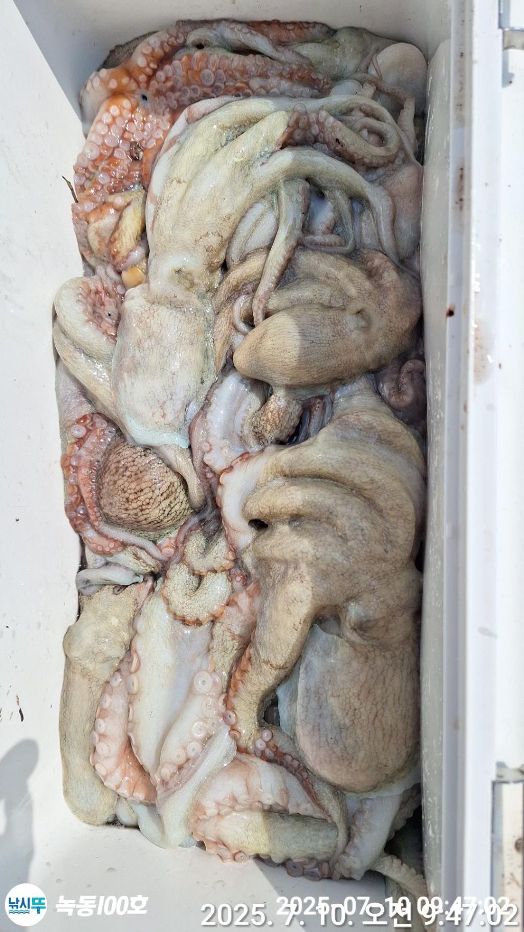 낚시뚜,돌문어,녹동항,녹동100호,낚시뚜14