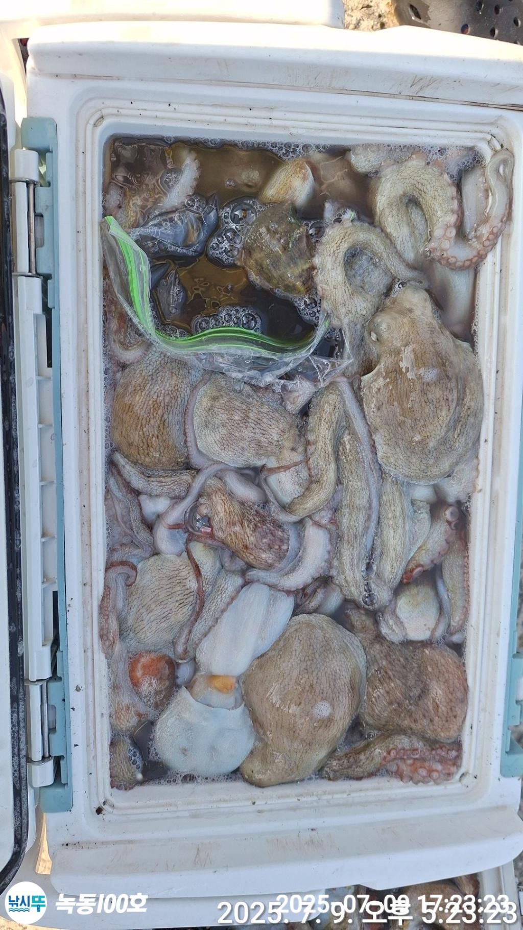 낚시뚜,돌문어,녹동항,녹동100호,낚시뚜8
