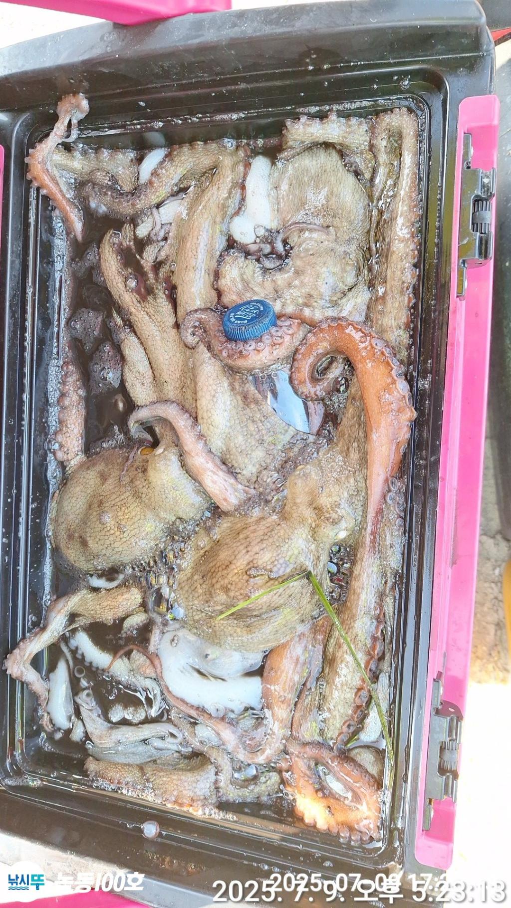 낚시뚜,돌문어,녹동항,녹동100호,낚시뚜7