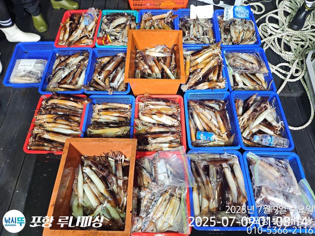낚시뚜,화살촉오징어,오징어,구룡포항,포항 루나피싱,낚시뚜3