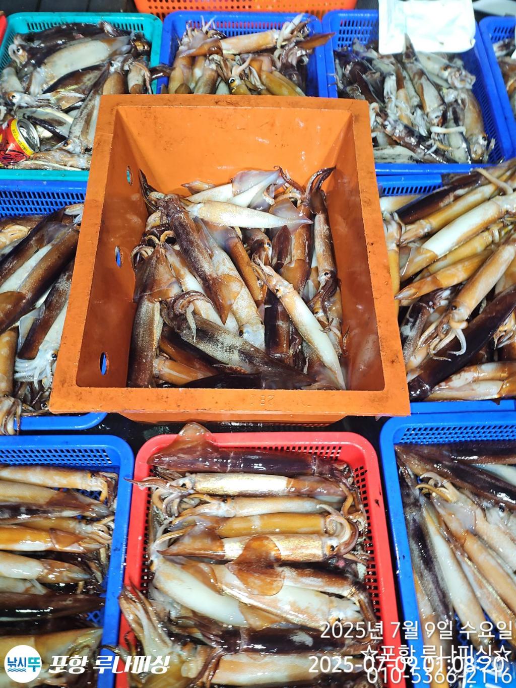 낚시뚜,화살촉오징어,오징어,구룡포항,포항 루나피싱,낚시뚜1