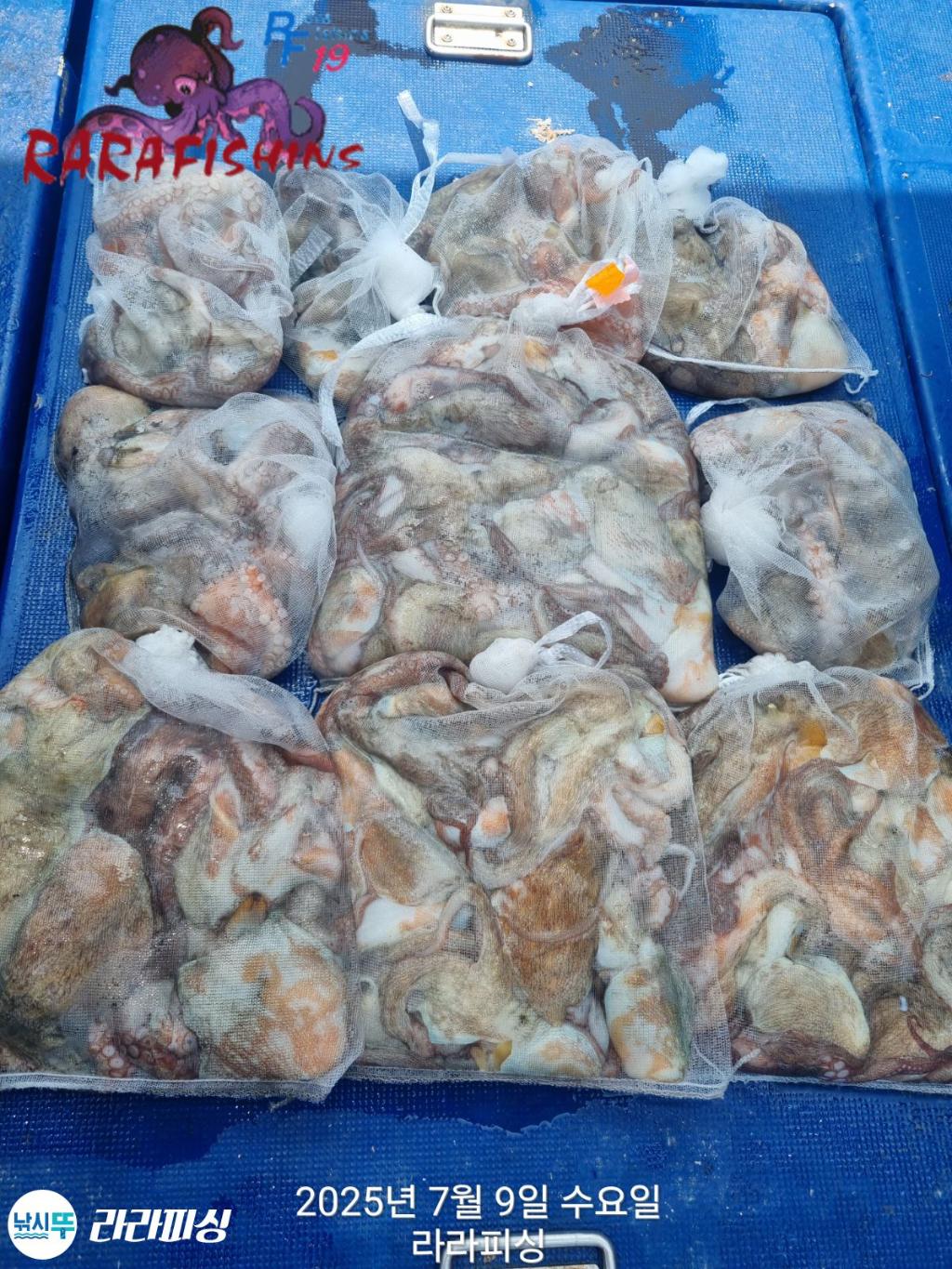 낚시뚜,돌문어,속천항(진해),라라피싱,낚시뚜29