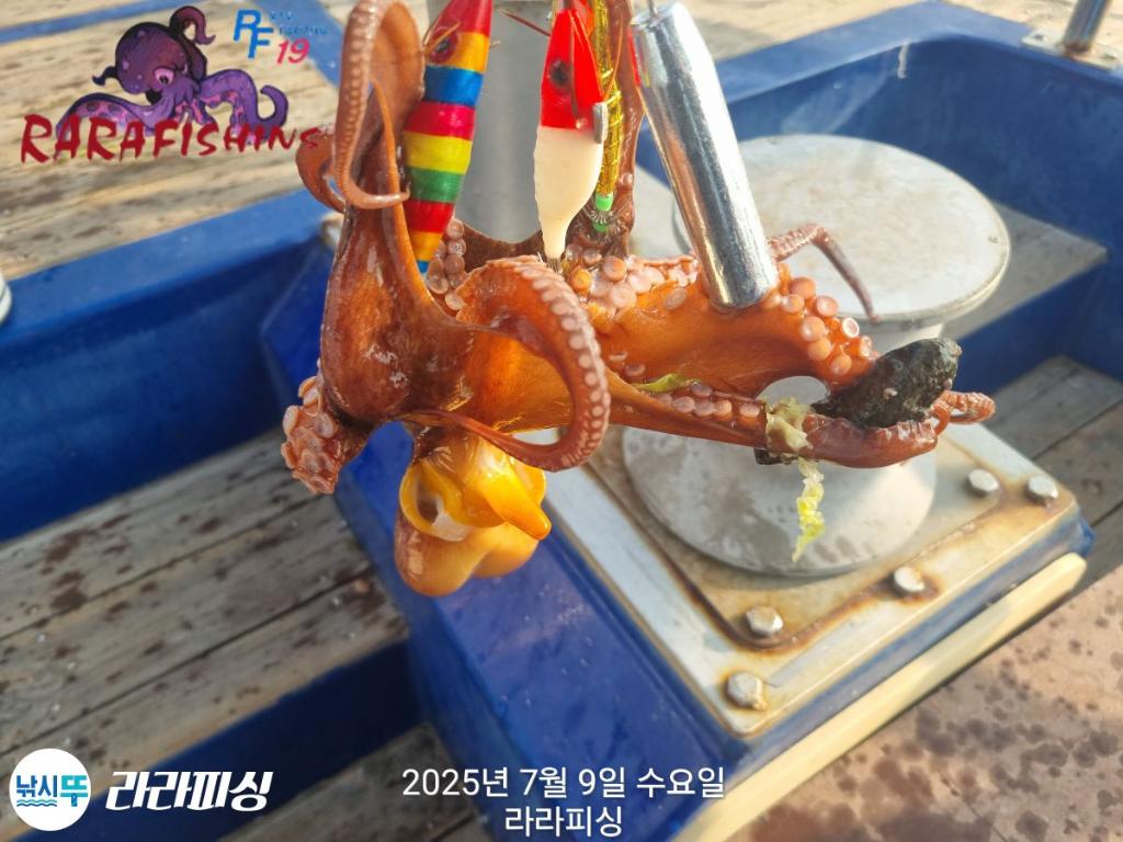 낚시뚜,돌문어,속천항(진해),라라피싱,낚시뚜27