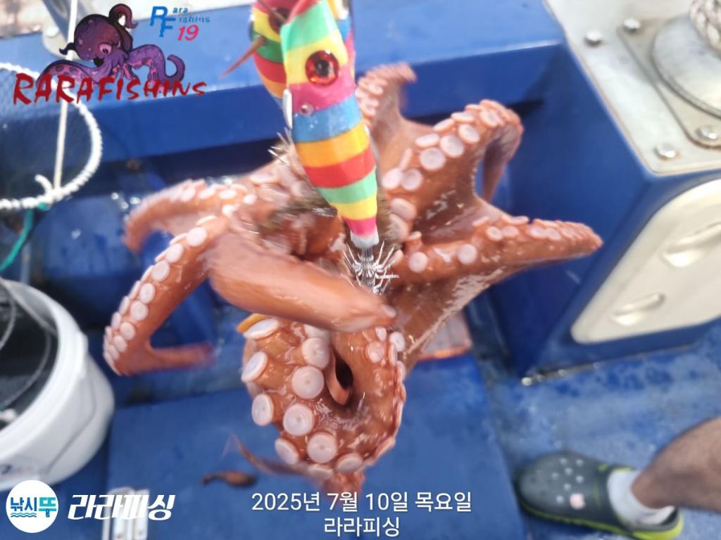 낚시뚜,돌문어,속천항(진해),라라피싱,낚시뚜9