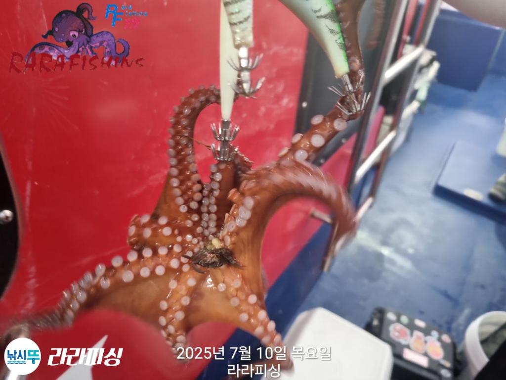 낚시뚜,돌문어,속천항(진해),라라피싱,낚시뚜5
