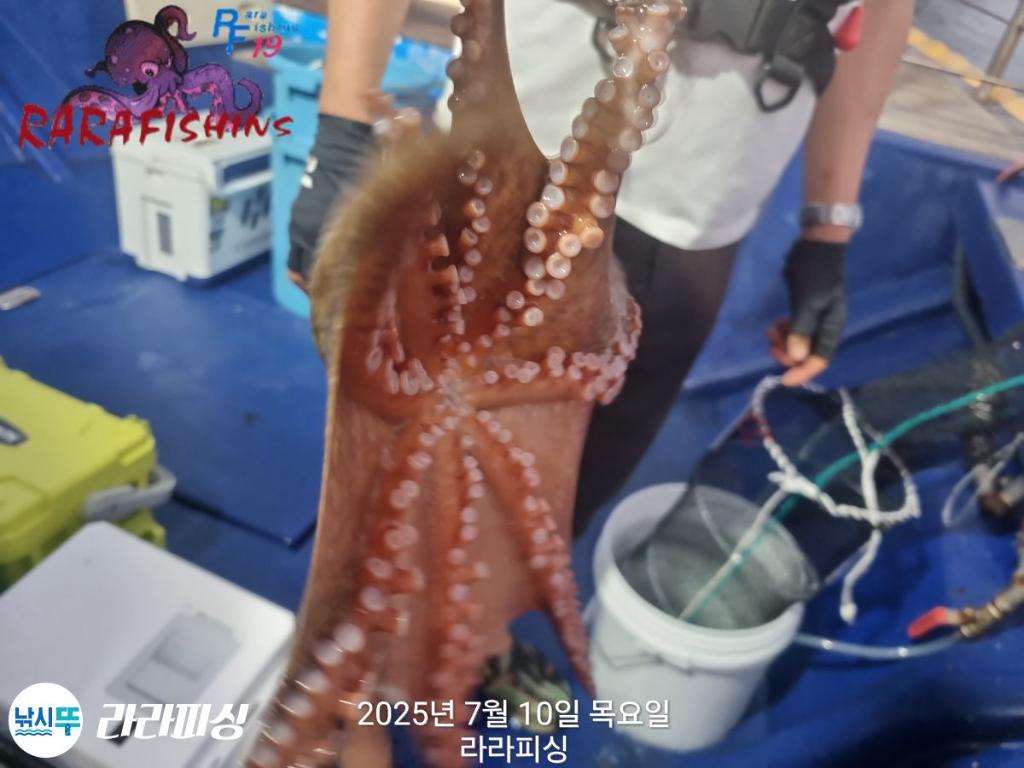 낚시뚜,돌문어,속천항(진해),라라피싱,낚시뚜3