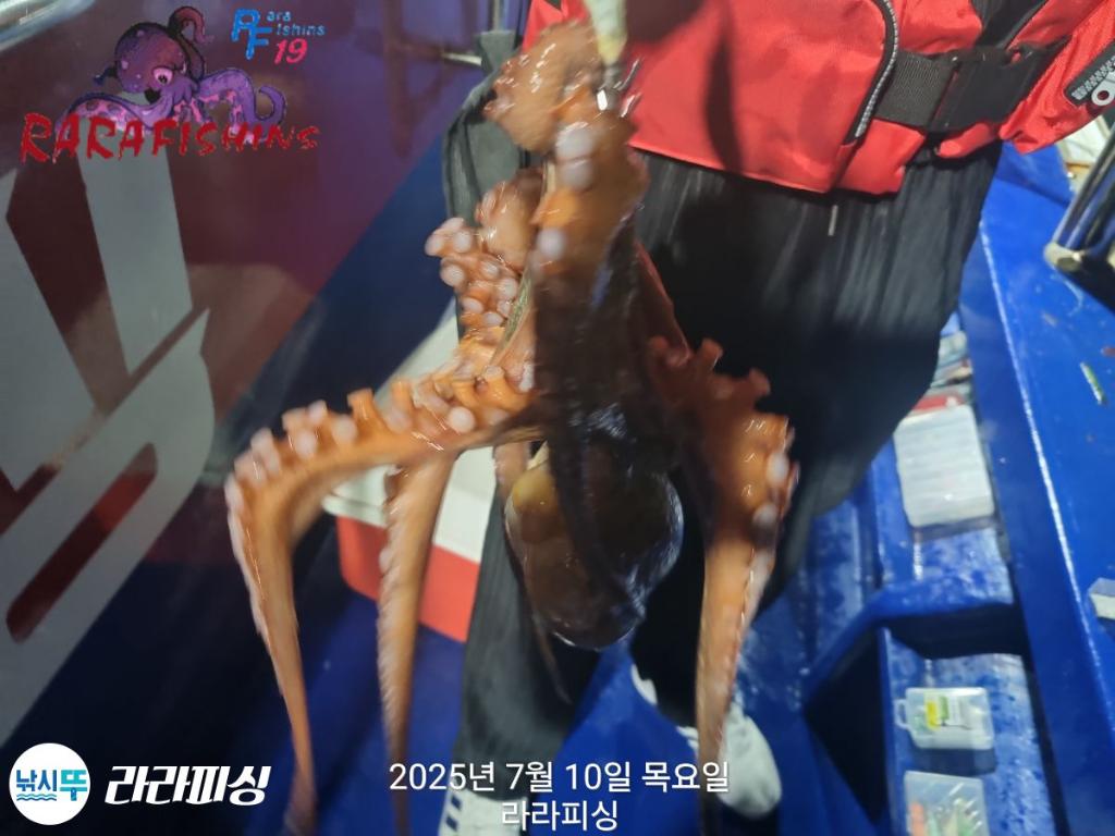 낚시뚜,돌문어,속천항(진해),라라피싱,낚시뚜2