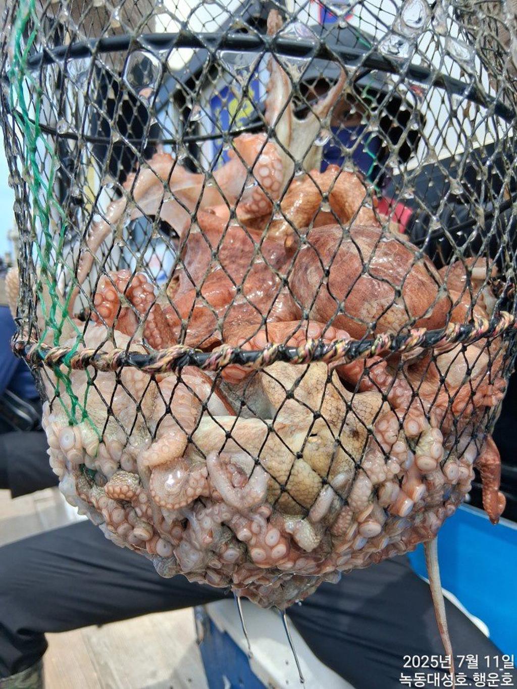 낚시뚜,돌문어,녹동항,녹동대성호,낚시뚜39