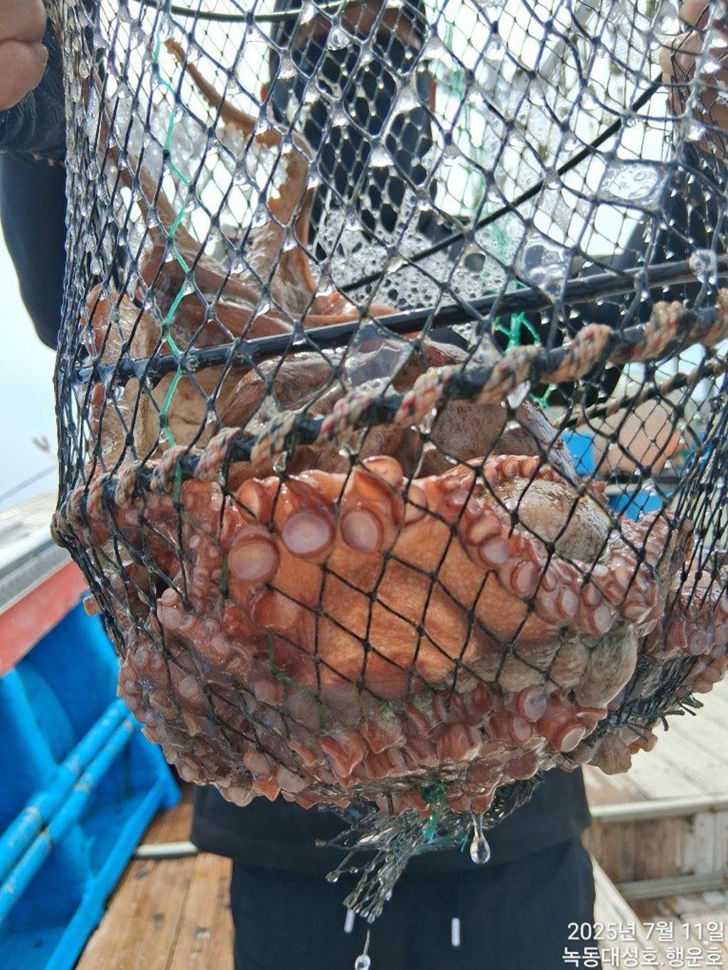 낚시뚜,돌문어,녹동항,녹동대성호,낚시뚜29