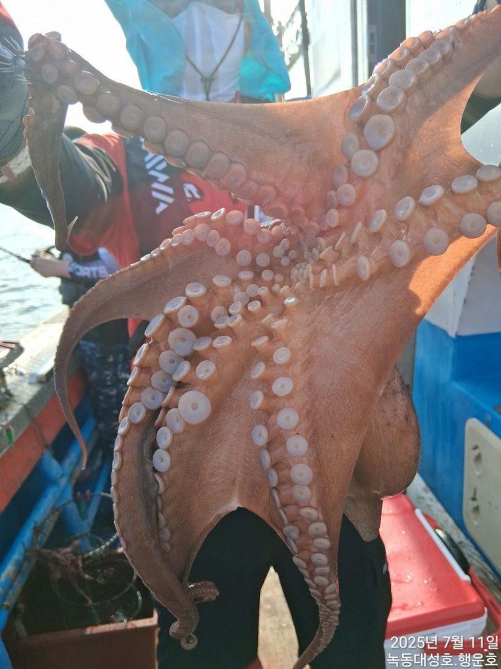 낚시뚜,돌문어,녹동항,녹동대성호,낚시뚜9