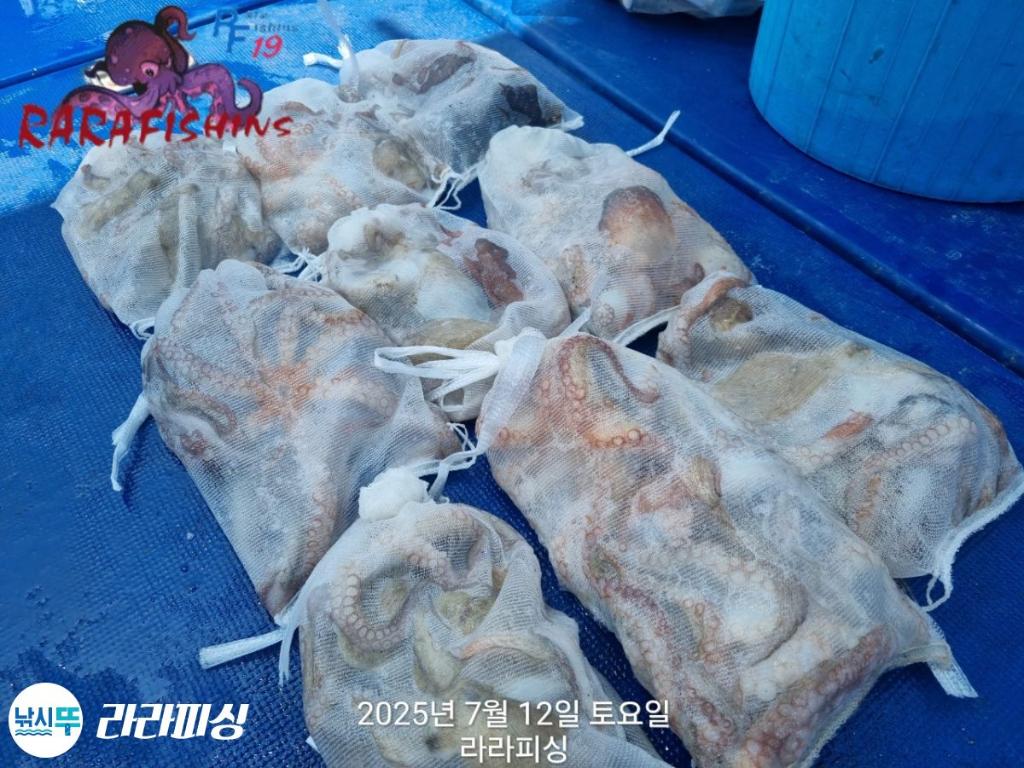 낚시뚜,돌문어,속천항(진해),라라피싱,낚시뚜20