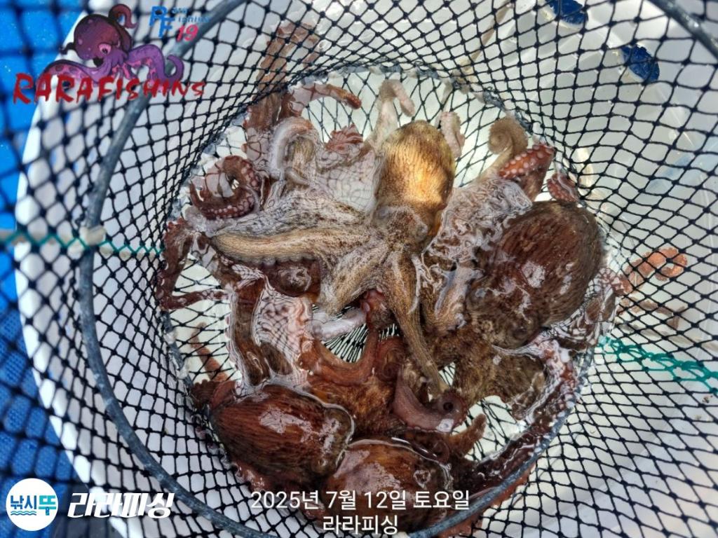 낚시뚜,돌문어,속천항(진해),라라피싱,낚시뚜16