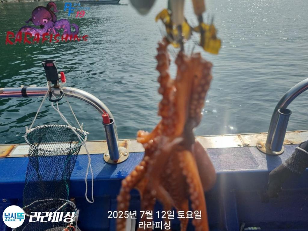 낚시뚜,돌문어,속천항(진해),라라피싱,낚시뚜11