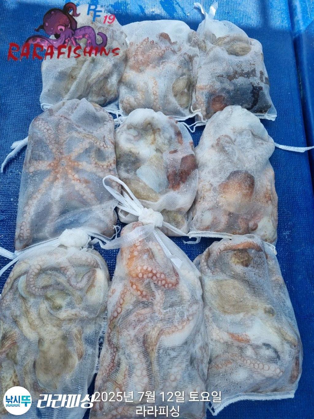 낚시뚜,돌문어,속천항(진해),라라피싱,낚시뚜21