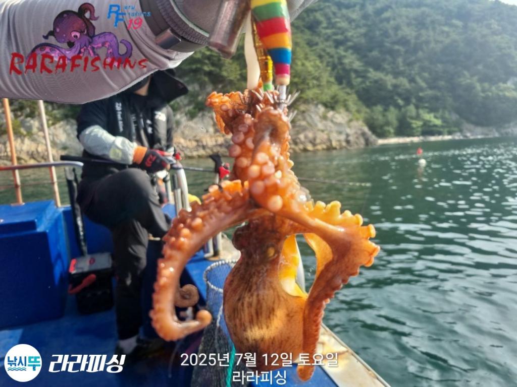 낚시뚜,돌문어,속천항(진해),라라피싱,낚시뚜9