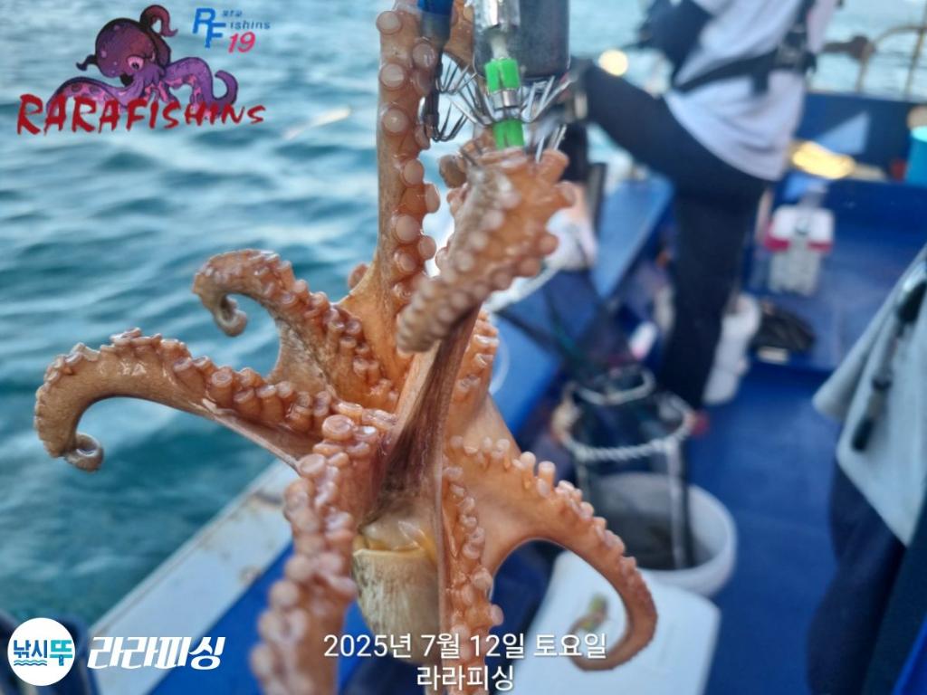 낚시뚜,돌문어,속천항(진해),라라피싱,낚시뚜1