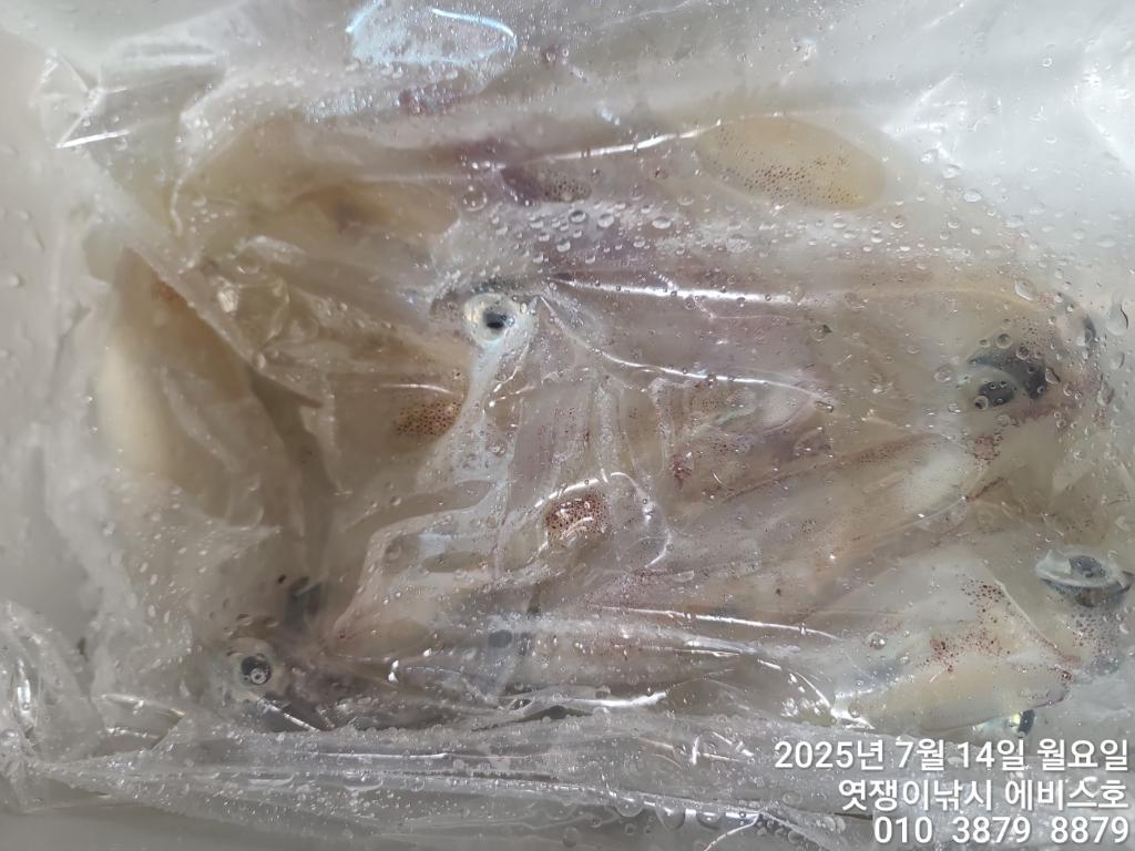F2725035ZM.jpg