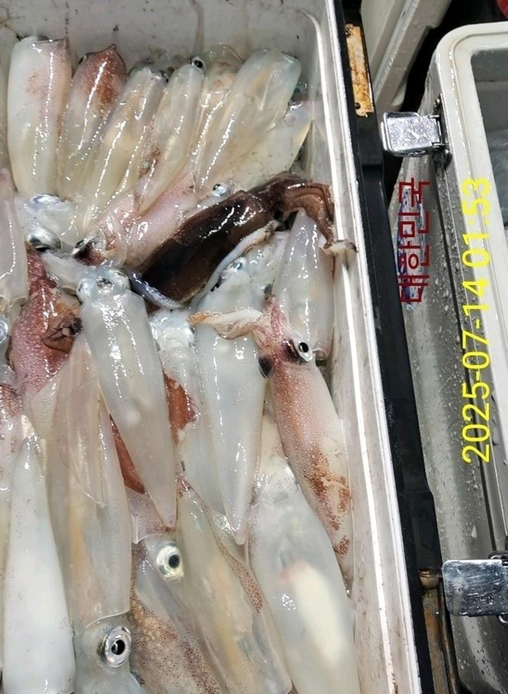 기타 (직접입력), 삼포대교낚시, 낚시뚜