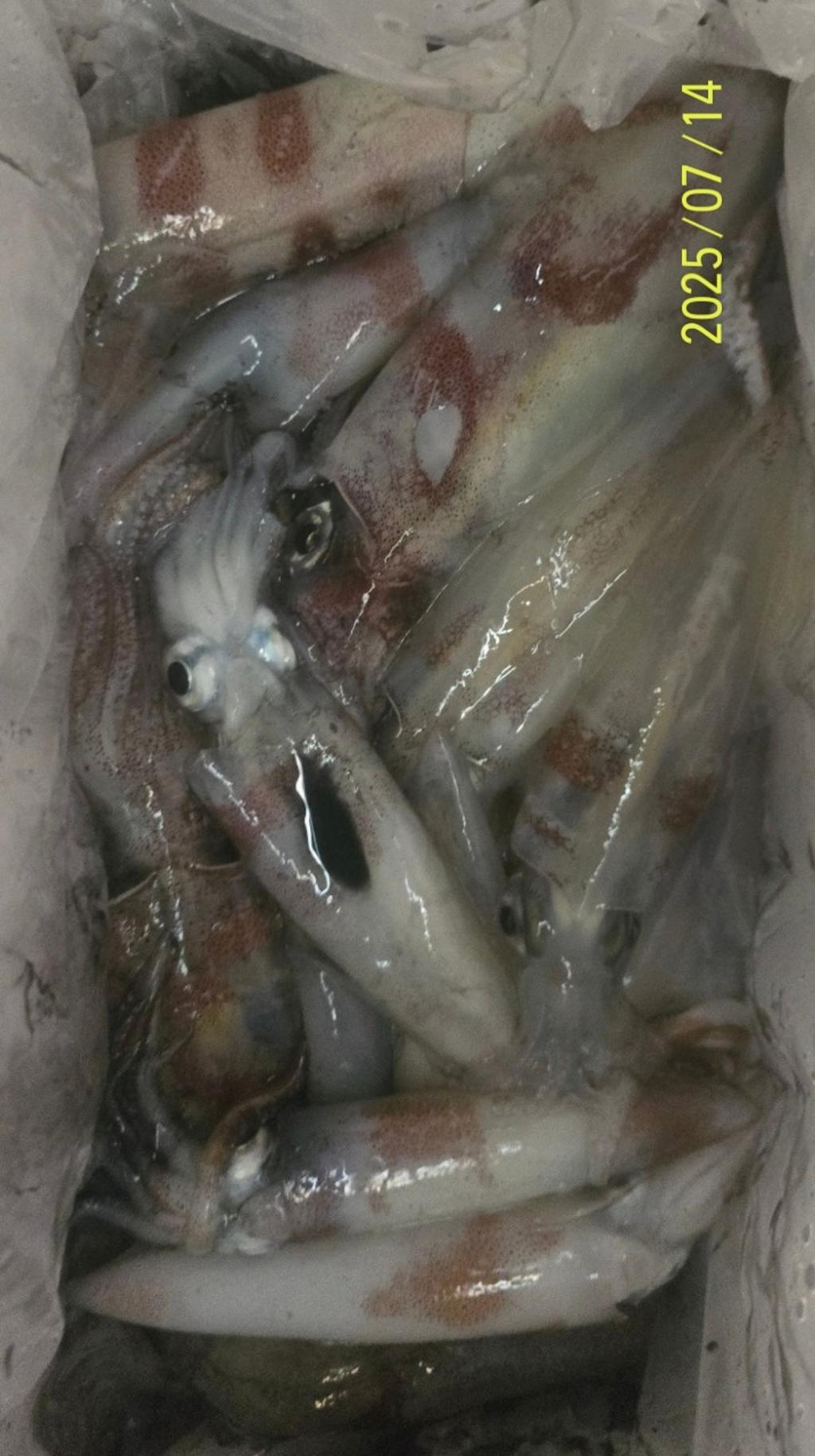 기타 (직접입력), 삼포대교낚시, 낚시뚜