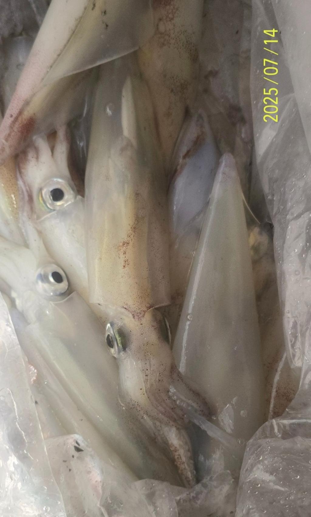 기타 (직접입력), 삼포대교낚시, 낚시뚜