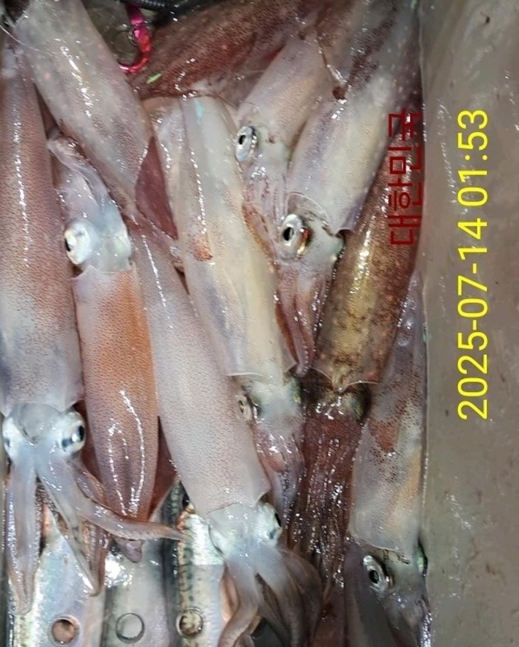 기타 (직접입력), 삼포대교낚시, 낚시뚜
