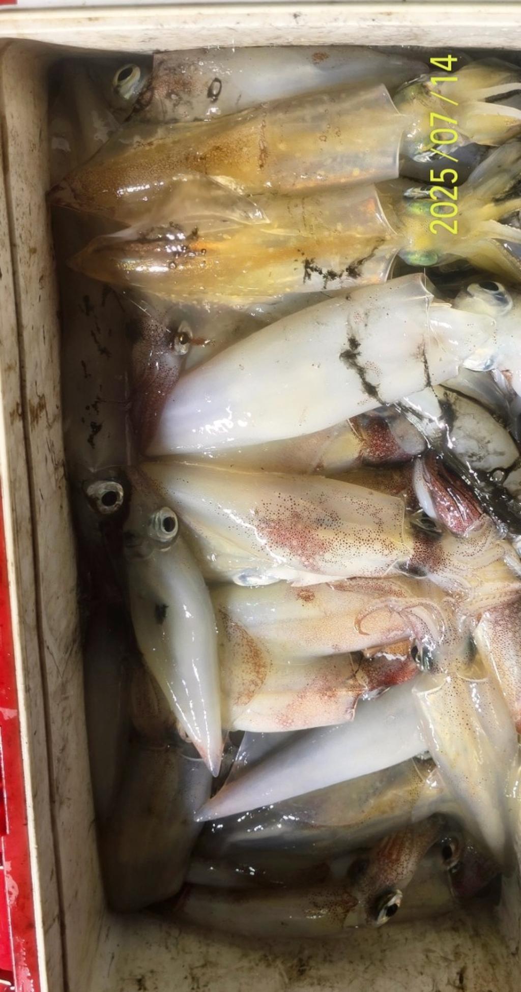 기타 (직접입력), 삼포대교낚시, 낚시뚜