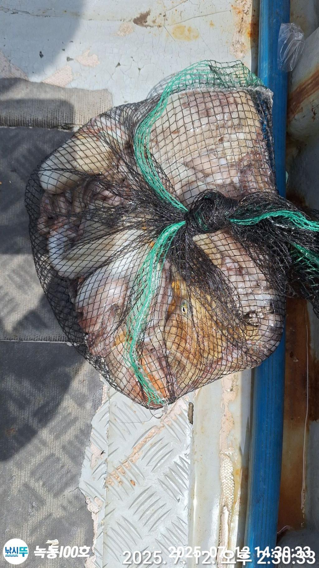 낚시뚜,돌문어,녹동항,녹동100호,낚시뚜11
