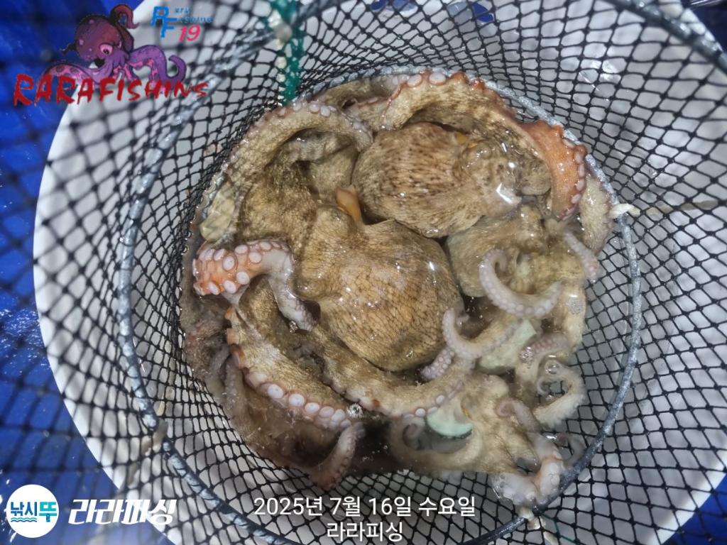 F2727393LP.jpg