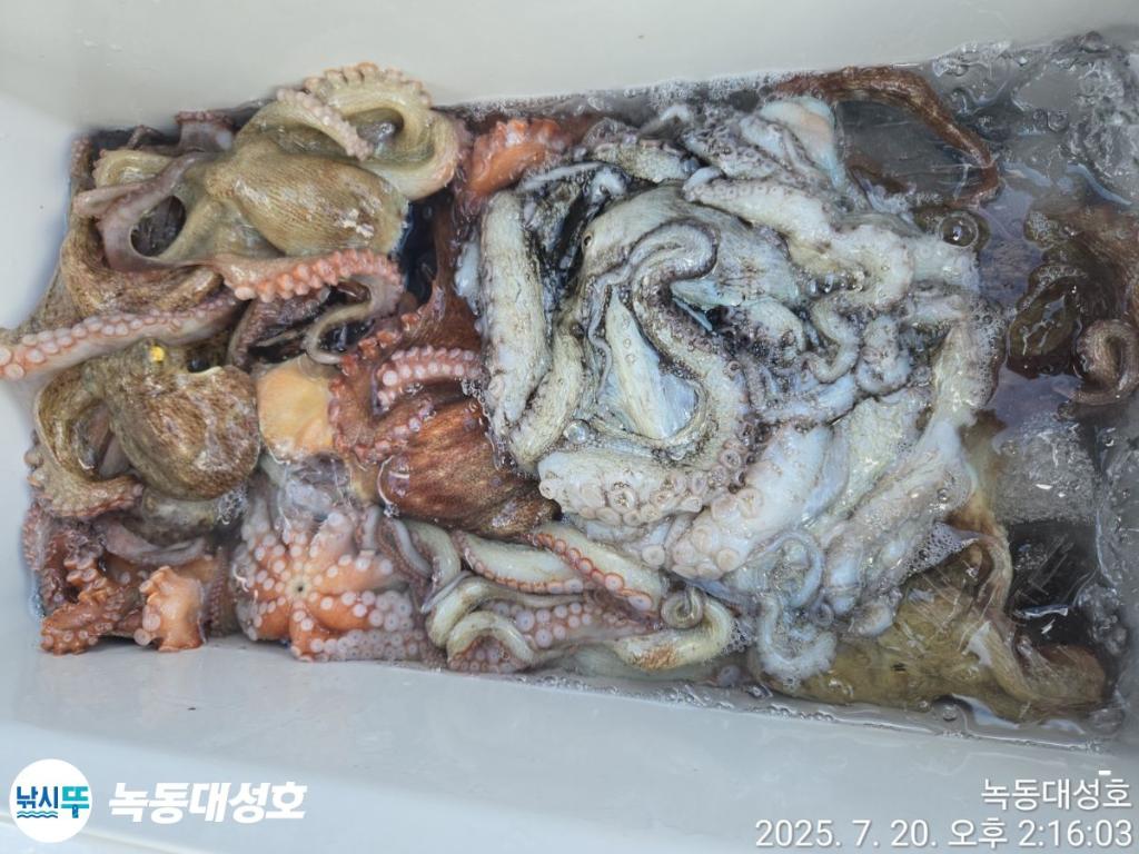 낚시뚜,돌문어,녹동항,녹동대성호,낚시뚜33