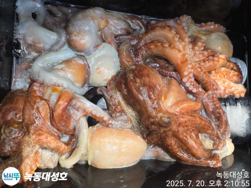낚시뚜,돌문어,녹동항,녹동대성호,낚시뚜32