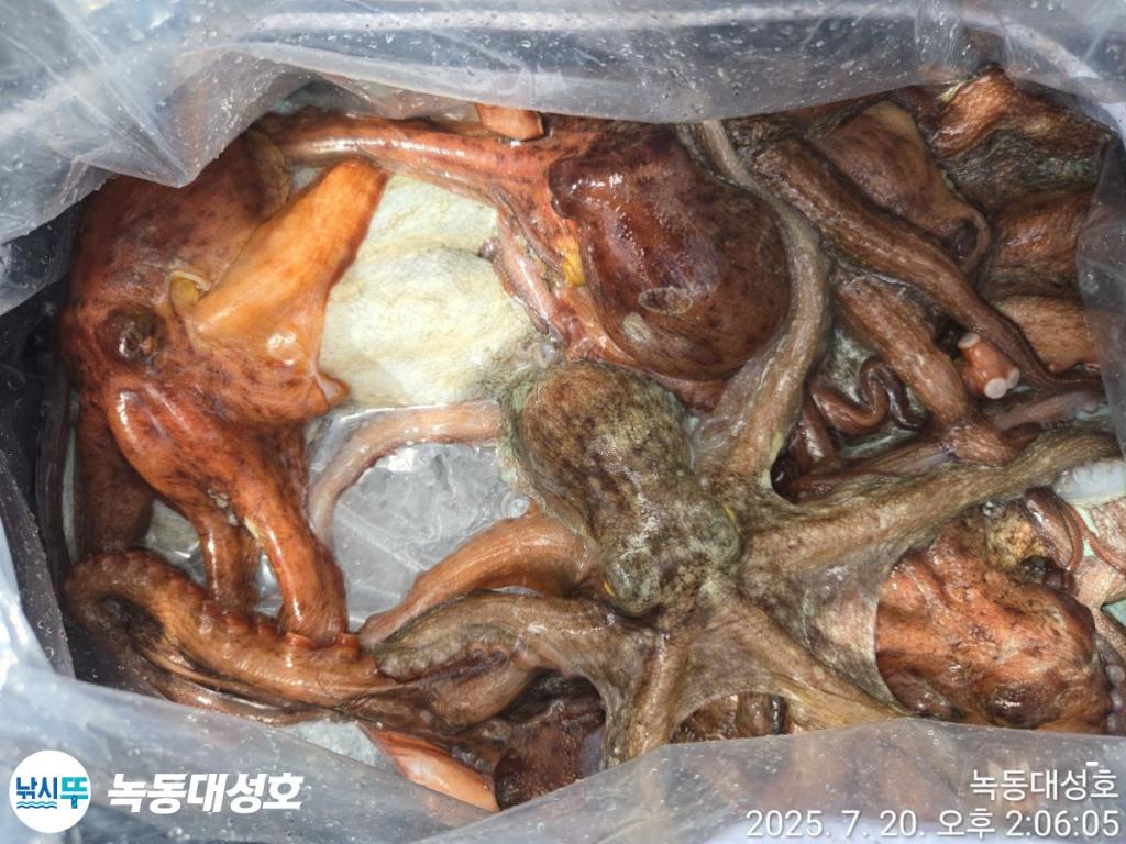 낚시뚜,돌문어,녹동항,녹동대성호,낚시뚜31